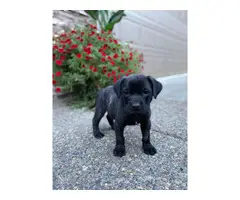 4 English Mastiff Puppies Ready for New Homes - 10