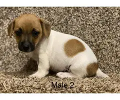 3 sweet male Jack Russell puppies for sale - 2