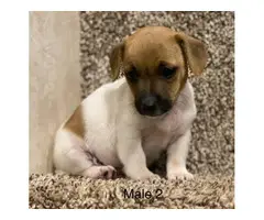 3 sweet male Jack Russell puppies for sale - 3