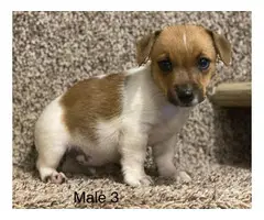 3 sweet male Jack Russell puppies for sale - 4