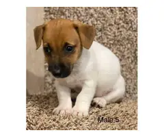 3 sweet male Jack Russell puppies for sale - 5