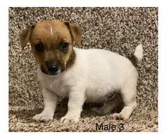 3 sweet male Jack Russell puppies for sale - 6