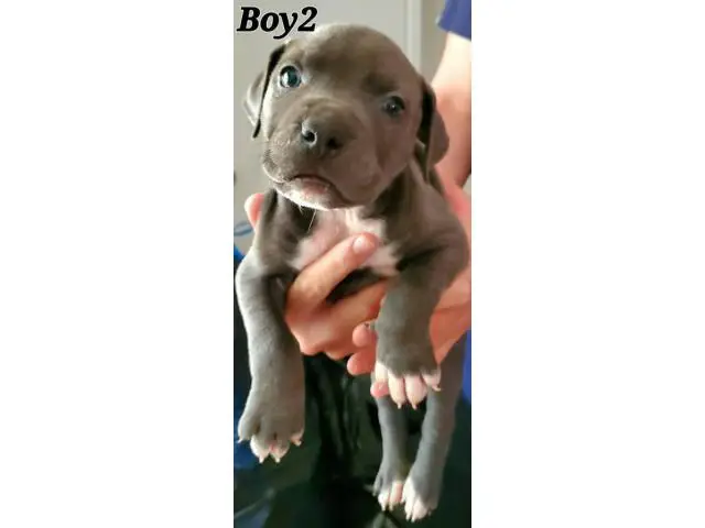 staffies for sale - 3/22