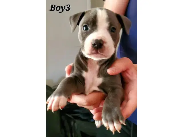 staffies for sale - 5/22