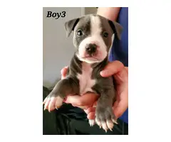 staffies for sale - 5