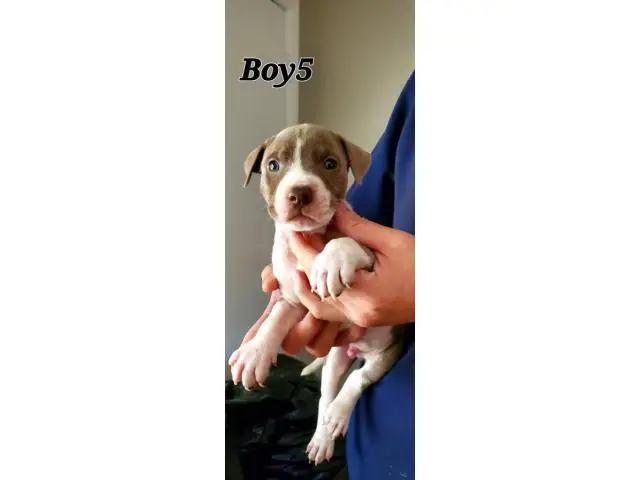 staffies for sale - 9/22