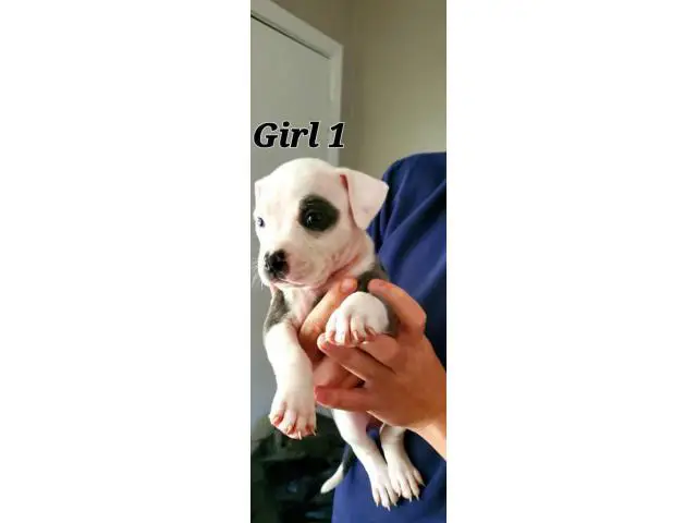 staffies for sale - 11/22