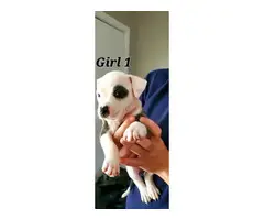staffies for sale - 11