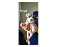 staffies for sale - 13