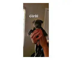 staffies for sale - 21