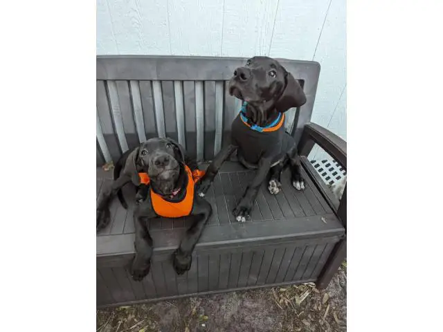 11 weeks old Great Dane Puppies for Sale - 1/13