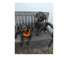 11 weeks old Great Dane Puppies for Sale - 1
