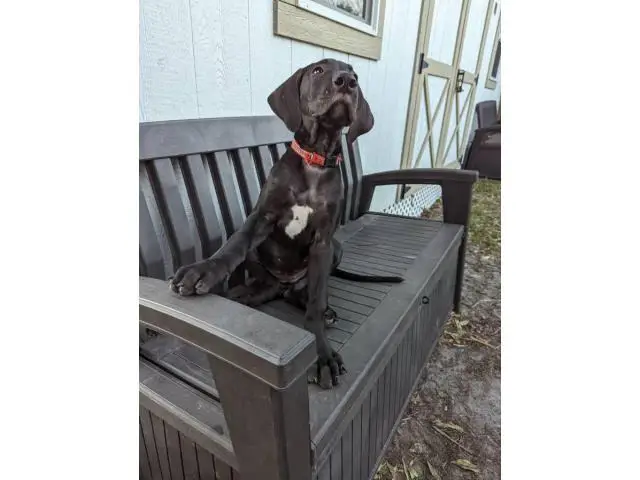 11 weeks old Great Dane Puppies for Sale - 3/13