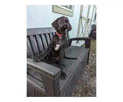11 weeks old Great Dane Puppies for Sale - 3