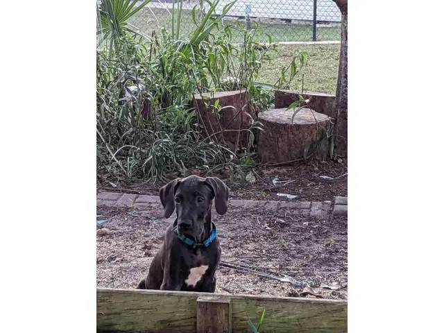 11 weeks old Great Dane Puppies for Sale - 4/13