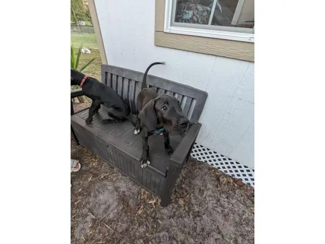 11 weeks old Great Dane Puppies for Sale - 5/13