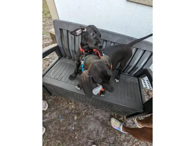 11 weeks old Great Dane Puppies for Sale - 6/13