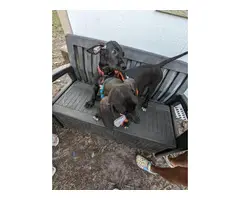 11 weeks old Great Dane Puppies for Sale - 6