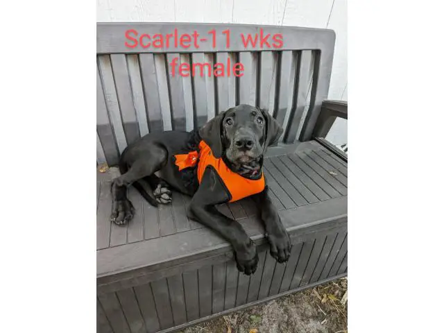 11 weeks old Great Dane Puppies for Sale - 10/13