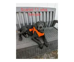 11 weeks old Great Dane Puppies for Sale - 10
