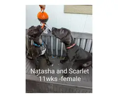 11 weeks old Great Dane Puppies for Sale - 12