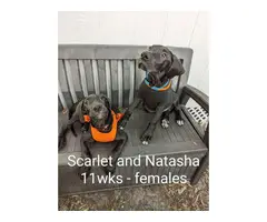 11 weeks old Great Dane Puppies for Sale - 13