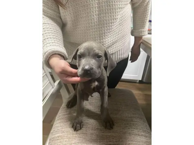 8 week old cane corso puppies for sale - 2/10