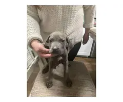 8 week old cane corso puppies for sale - 2