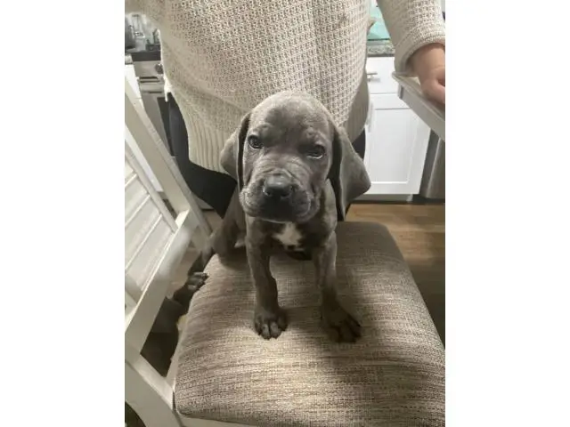8 week old cane corso puppies for sale - 4/10