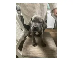 8 week old cane corso puppies for sale - 4