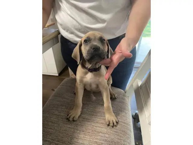 8 week old cane corso puppies for sale - 5/10
