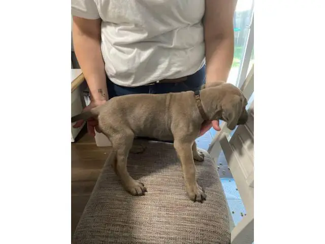 8 week old cane corso puppies for sale - 7/10
