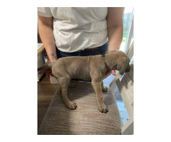 8 week old cane corso puppies for sale