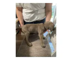 8 week old cane corso puppies for sale - 7