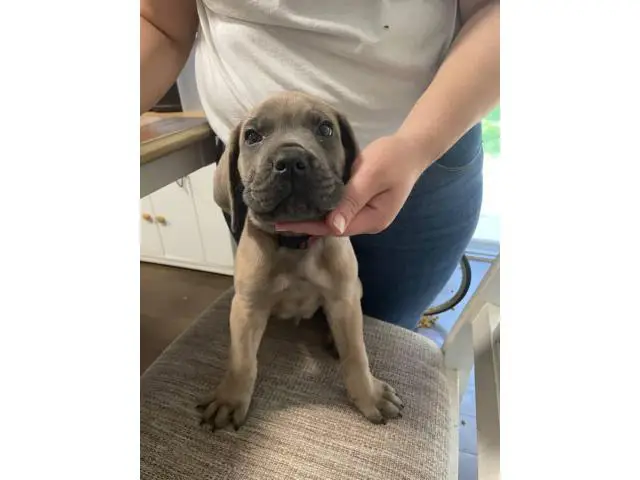 8 week old cane corso puppies for sale - 10/10