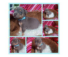 4 female pitbull puppies available