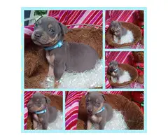 4 female pitbull puppies available - 3