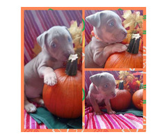4 female pitbull puppies available