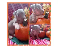 4 female pitbull puppies available - 4