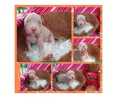 4 female pitbull puppies available - 5