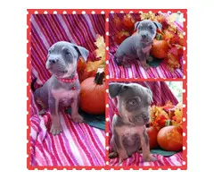 4 female pitbull puppies available - 6