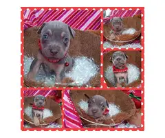 4 female pitbull puppies available - 7