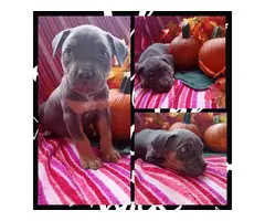 4 female pitbull puppies available - 8