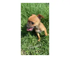 Chihuahua Puppies - 3