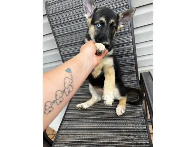 10 week old shepsky puppies looking for homes - 1/10