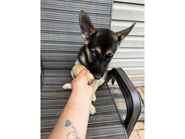 10 week old shepsky puppies looking for homes - 2/10
