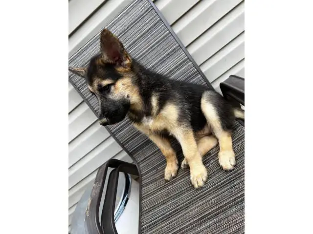 10 week old shepsky puppies looking for homes - 3/10