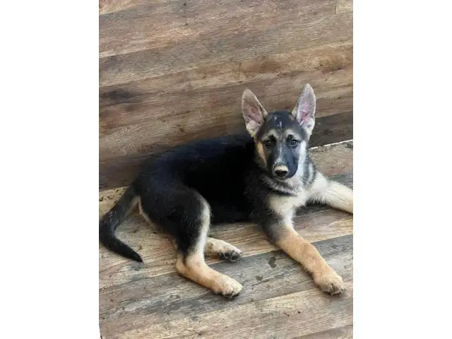 10 week old shepsky puppies looking for homes - 4/10