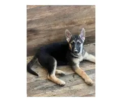 10 week old shepsky puppies looking for homes - 4