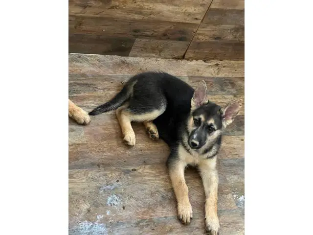 10 week old shepsky puppies looking for homes - 5/10
